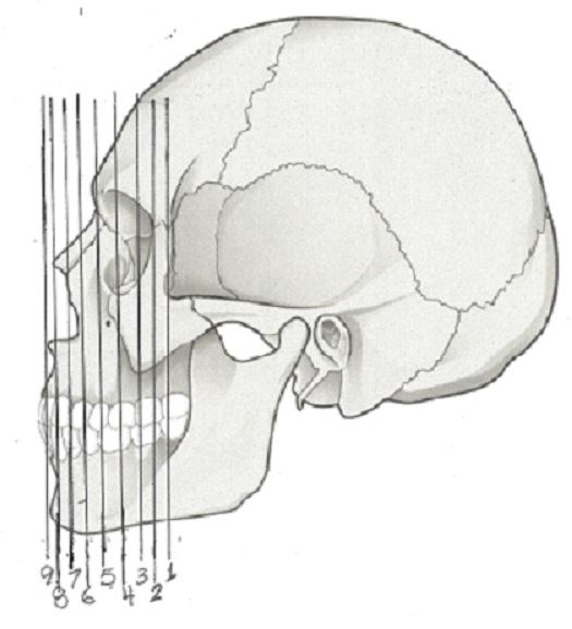 Jaw-Symmetry-numbered-1-9-enlarged